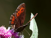 maudoc.com • Erebia ligea •  IMG_1547.jpg   Erebia ligea