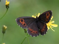 maudoc.com • Erebia ligea •  IMG_2324.jpg   Erebia ligea : Erebia ligea