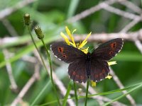 maudoc.com • Erebia ligea •  IMG_2336.jpg   Erebia ligea : Erebia ligea