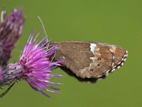 maudoc.com • Erebia ligea •  IMG_2362.jpg   Erebia ligea : Erebia ligea