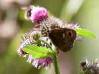 maudoc.com • Erebia ligea •  IMG_4382.jpg   Erebia ligea