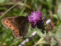 maudoc.com • Erebia ligea •  IMG_8747.jpg   Erebia ligea : Farfalla, Erebia, Erebia ligea