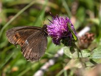 maudoc.com • Erebia ligea •  IMG_8748.jpg   Erebia ligea : Farfalla, Erebia, Erebia ligea