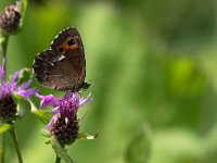 maudoc.com • Erebia ligea •  IMG_9917.jpg   Erebia ligea : X id, Farfalla, Erebia, Erebia ligea