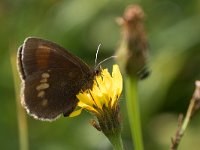 maudoc.com • Erebia manto •  IMG_0766.jpg   Erebia manto : Farfalla, Erebia manto, Erebia, X id