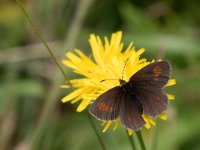 maudoc.com • Erebia manto •  IMG_0880.jpg   Erebia manto : Farfalla, Erebia, Erebia manto