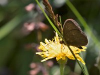 maudoc.com • Erebia manto •  IMG_8671.jpg   Erebia manto : Farfalla, Erebia, Erebia manto