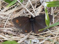 Erebia medusa