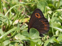 maudoc.com • Erebia medusa •  IMG_8322.jpg   Erebia medusa? : Erebia, Farfalla