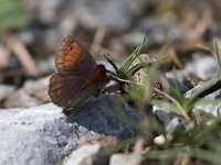 maudoc.com • Erebia melampus •  IMG_5219.jpg   Erebia melampus : Farfalla, Erebia