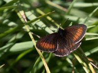 Erebia melampus