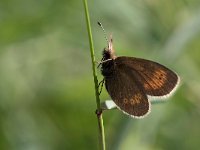 maudoc.com • Erebia melampus •  IMG_5537.jpg   Erebia melampus : Farfalla, Erebia, Erebia melampus, X id