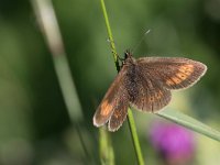 maudoc.com • Erebia melampus •  IMG_5538.jpg   Erebia melampus : Farfalla, Erebia, Erebia melampus, X id