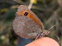 maudoc.com • Erebia ottomana •  IMG_7184.jpg   Erebia ottomana : Erebia, Farfalla, Erebia ottomana