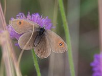 maudoc.com • Erebia ottomana •  IMG_9255.jpg   Erebia ottomana : Farfalla, Erebia