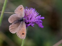 maudoc.com • Erebia ottomana •  IMG_9261.jpg   Erebia ottomana : Farfalla, Erebia