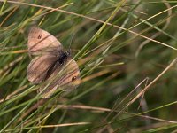 maudoc.com • Erebia ottomana •  IMG_9277.jpg   Erebia ottomana : Farfalla, Erebia