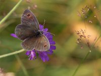 Erebia ottomana