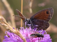 maudoc.com • Erebia ottomana •  IMG_9299.jpg   Erebia ottomana : Farfalla, Erebia