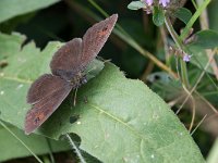 maudoc.com • Erebia ottomana •  IMG_9309.jpg   Erebia ottomana : Farfalla, Erebia