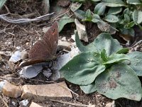 maudoc.com • Erebia ottomana •  IMG_9311.jpg   Erebia ottomana : Farfalla, Erebia