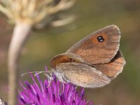 maudoc.com • Erebia ottomana •  IMG_9360.jpg   Erebia ottomana : Farfalla, Erebia, Erebia ottomana