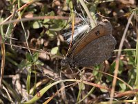 maudoc.com • Erebia ottomana •  IMG_9590.jpg   Erebia ottomana : Erebia, Farfalla, Erebia ottomana