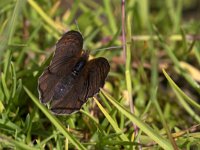 maudoc.com • Erebia pandrose •  IMG_6211.jpg   Erebia pandrose : Farfalla, Erebia, X id