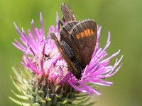 maudoc.com • Erebia pharte •  IMG_2883.jpg   Erebia pharte : Erebia pharte