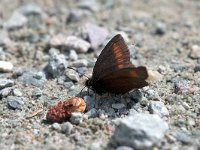 maudoc.com • Erebia pharte •  IMG_5676.jpg   Erebia pharte : Farfalla, Erebia, X id