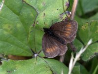 maudoc.com • Erebia pharte •  IMG_6058.jpg   Erebia pharte : Farfalla, Erebia, X id