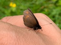 maudoc.com • Erebia pharte •  IMG 9887 pharte.jpg   Erebia pharte : Erebia pharte