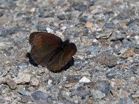 Erebia pluto