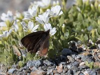 maudoc.com • Erebia pluto •  IMG_5455.jpg   Erebia pluto : Farfalla, Erebia, Erebia pluto