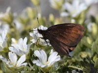 maudoc.com • Erebia pluto •  IMG_5458.jpg   Erebia pluto : Farfalla, Erebia, Erebia pluto