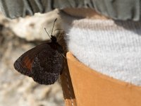 maudoc.com • Erebia pronoe •  IMG_0666.jpg   Erebia pronoe : Farfalla, Erebia, Erebia pronoe