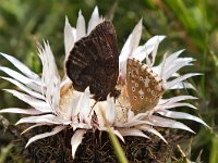 maudoc.com • Erebia pronoe •  IMG_8873.jpg   Erebia pronoe? : Erebia, Farfalla, Polyommatus coridon