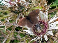 Erebia pronoe