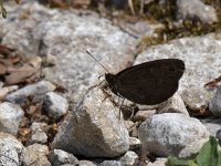 maudoc.com • Erebia sp. •  IMG_1783.jpg   Erebia styx? : Erebia, Farfalla