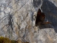 maudoc.com • Erebia sp. •  IMG_1786.jpg   Erebia styx? : Erebia, Farfalla