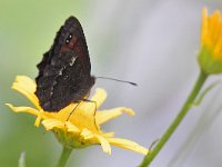 maudoc.com • Erebia styx •  IMG_8920.jpg   Erebia styx : Erebia, Farfalla