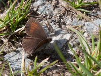 maudoc.com • Erebia tyndarus •  IMG_3637.jpg   Erebia tyndarus : Farfalla