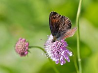 maudoc.com • Erebia tyndarus •  IMG_5101.jpg   Erebia tyndarus : Farfalla, Erebia