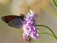 maudoc.com • Erebia tyndarus •  IMG_5107.jpg   Erebia tyndarus : Farfalla, Erebia