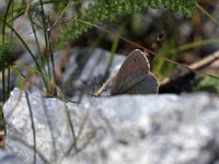 maudoc.com • Erebia tyndarus •  IMG_5182.jpg   Erebia tyndarus : Farfalla, Erebia