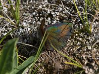 maudoc.com • Erebia tyndarus •  IMG_5199.jpg   Erebia tyndarus : Farfalla, Erebia