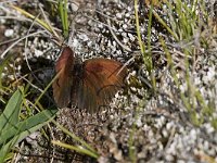 maudoc.com • Erebia tyndarus •  IMG_5201.jpg   Erebia tyndarus : Farfalla, Erebia