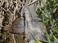 maudoc.com • Erebia tyndarus •  IMG_5205.jpg   Erebia tyndarus : Farfalla, Erebia