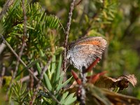 maudoc.com • Erebia tyndarus •  IMG_5240.jpg   Erebia tyndarus : Farfalla, Erebia