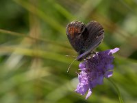 maudoc.com • Erebia tyndarus •  IMG_5264.jpg   Erebia tyndarus : Farfalla, Erebia